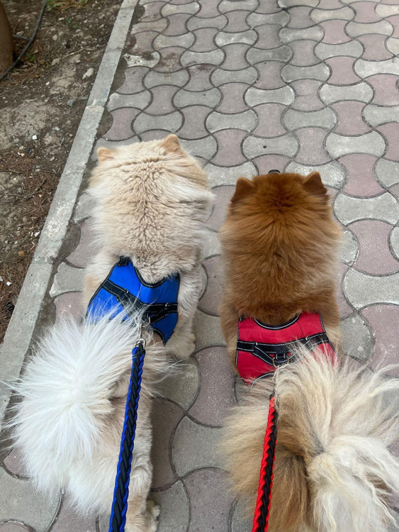 قلاده هارنس محکم